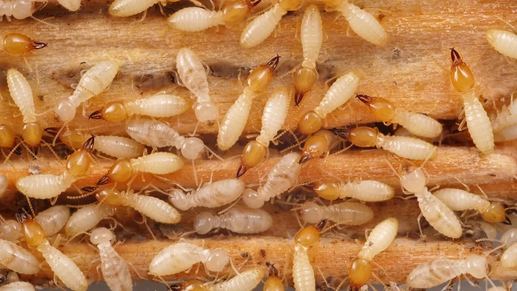 Inspection de structures bois pour détecter les termites